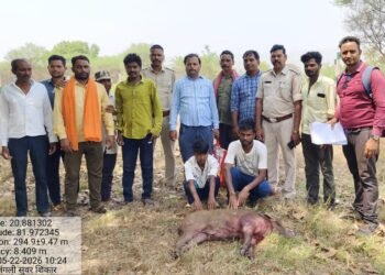 जंगली सूअर के शिकार करते 6 आरोपी दबोचे गए,वन विभाग के टीम को मिला बड़ी सफलता,,,