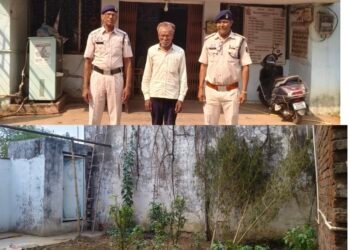 घर की बाड़ी में छिपाकर रखे थे गांजे के पौधे, 65 वर्षीय आरोपी गिरफ्तार