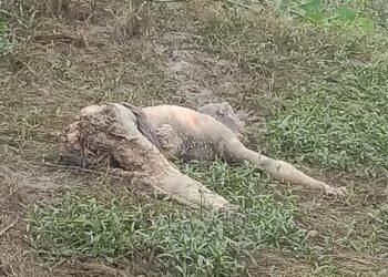 मोहतरा गांव के बांध में मिला अज्ञात सड़ी गली महिला की लाश,,,,