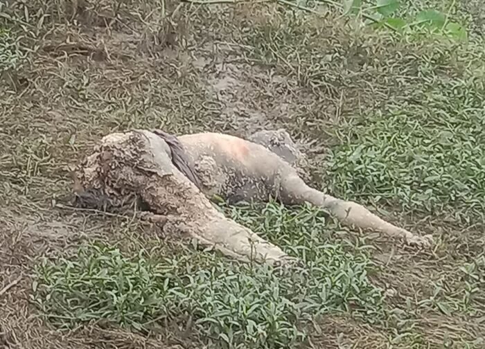 मोहतरा गांव के बांध में मिला अज्ञात सड़ी गली महिला की लाश,,,,