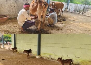 पाटन नगर पंचायत का गौठान बना गौसेवा की मिसाल, 390 से अधिक गोवंश की हो रही नियमित देखभाल