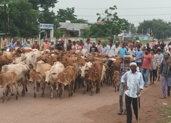 फसल चराई से परेशान किसानों का आक्रोश, मवेशियों को एसडीएम-तहसील कार्यालय ले जाने निकले
