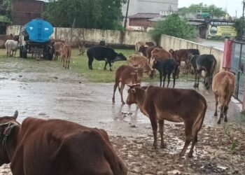 प्रशासनिक लापरवाही: तेलीगुंडरा में 20घंटे से मूसलाधार बारिश और भूख-प्यास से तड़प रहे 100 मवेशी, स्थिति गंभीर