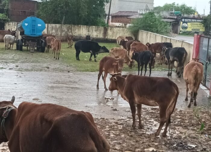 प्रशासनिक लापरवाही: तेलीगुंडरा में 20घंटे से मूसलाधार बारिश और भूख-प्यास से तड़प रहे 100 मवेशी, स्थिति गंभीर