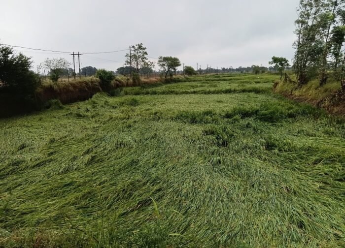 अर्बन तूफान ने मचाई तबाही, महूदा-उफरा में किसानों को भारी नुकसान